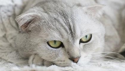 开云在线直播-VALORANT 青训新人首次登场 表现超出预期，valorant发布